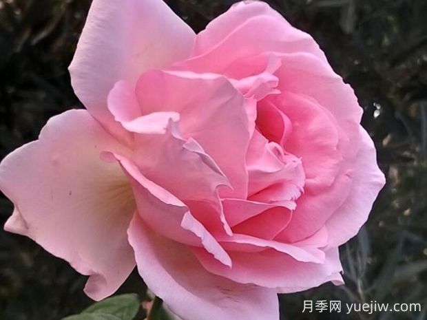 偉大世紀(jì)月季的優(yōu)缺點(diǎn)是什么？(圖1)