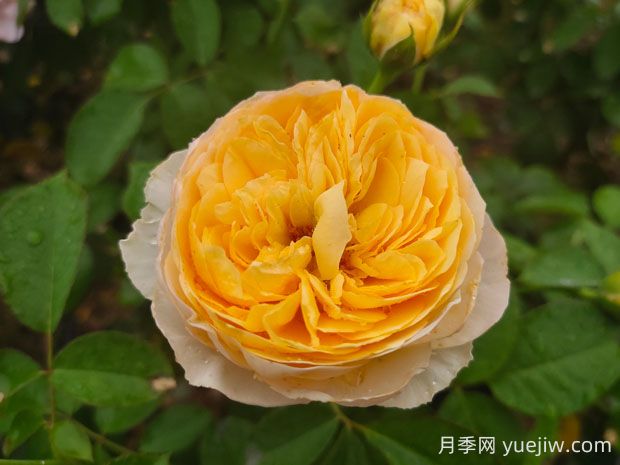 朱麗葉月季值不值得種，有啥優(yōu)缺點(diǎn)(圖1)