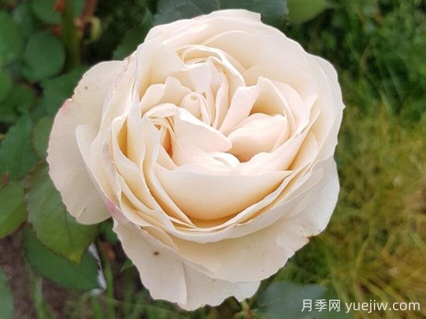 比利時公主月季的優(yōu)缺點是什么？(圖1)