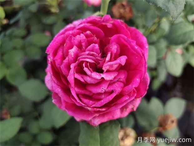雙人芭蕾月季的優(yōu)缺點是什么？(圖1)