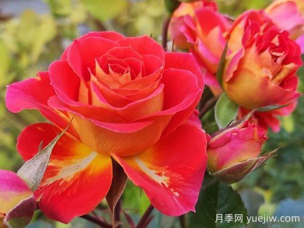 雙魚座陽臺月季的優(yōu)缺點是什么？(圖1)