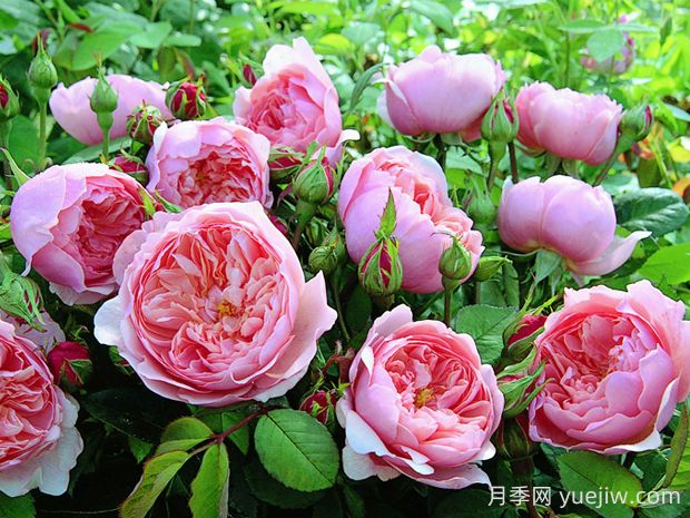 安尼克城堡月季的優(yōu)缺點是什么？(圖1)