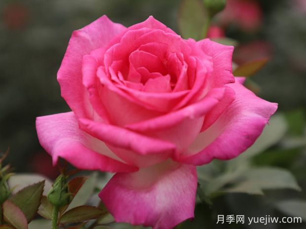 甜蜜的夢月季的優(yōu)缺點是什么？(圖1)