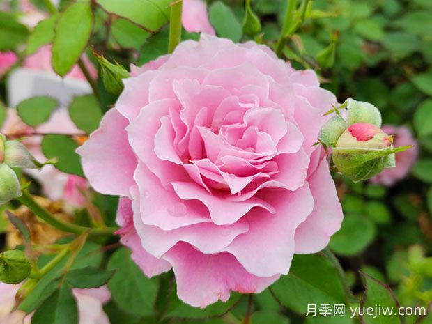 達芙妮月季的優(yōu)缺點是什么？(圖1)
