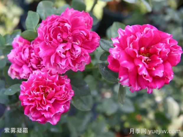 紫霧凝霜月季的優(yōu)缺點是什么？(圖1)