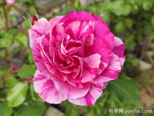依蕾莎絲特月季的優(yōu)缺點(diǎn)是什么？(圖1)