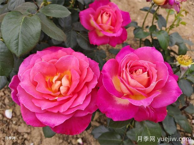 北極風(fēng)神月季的優(yōu)缺點(diǎn)是什么？(圖1)