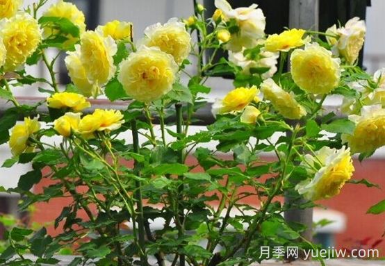 太陽和心月季的優(yōu)缺點(diǎn)是什么？(圖1)