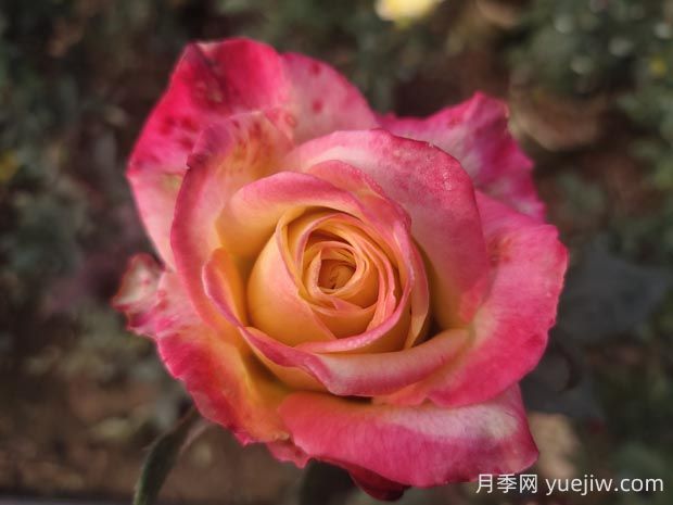哈雷彗星月季的優(yōu)缺點(diǎn)是什么？(圖1)