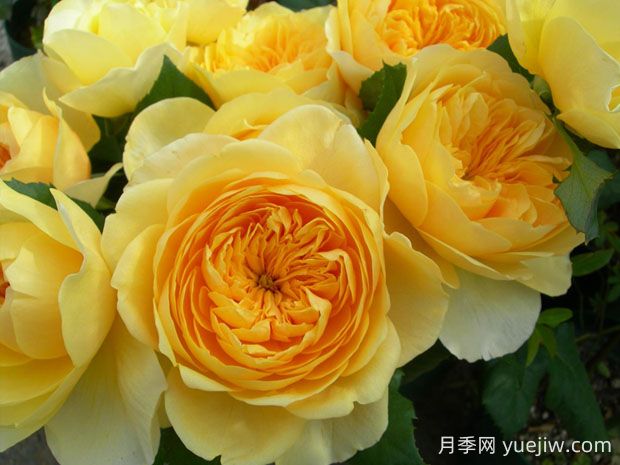 圣女貞德月季的優(yōu)缺點是什么？(圖1)