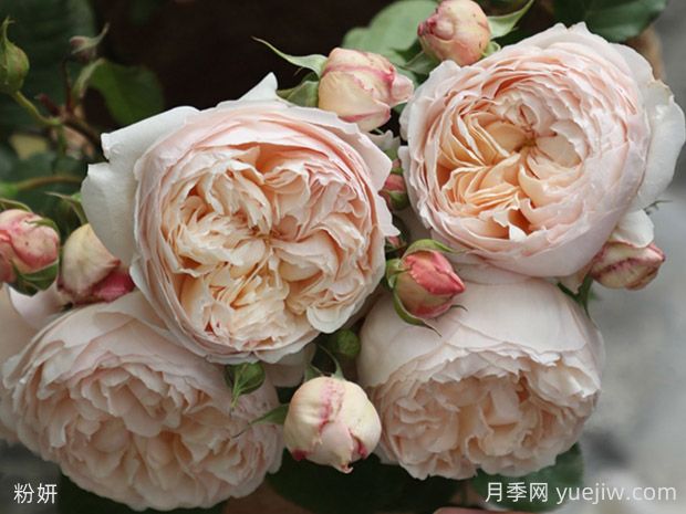粉妍月季的優(yōu)缺點是什么？(圖1)