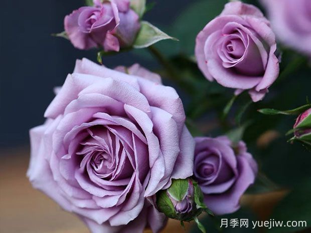 薰衣草女神月季的優(yōu)缺點是什么？(圖1)