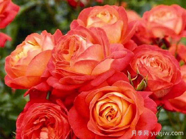 浪漫橙色月季的優(yōu)缺點(diǎn)是什么？(圖1)