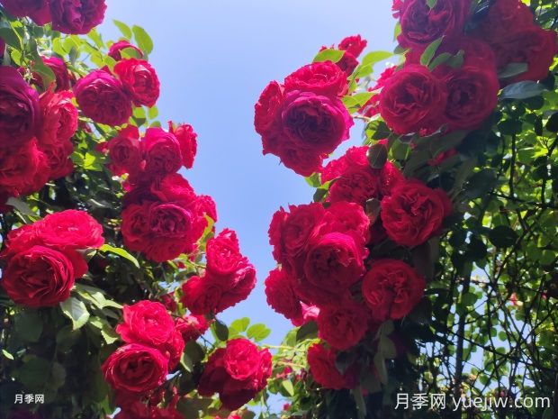 佛羅倫蒂娜月季的優(yōu)缺點是什么？(圖1)