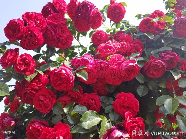 佛羅倫蒂娜月季的優(yōu)缺點是什么？(圖2)