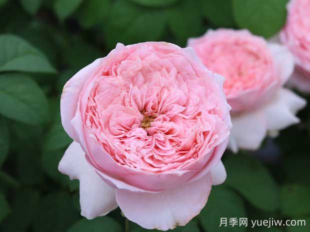 微醺月季的優(yōu)缺點是什么？(圖1)