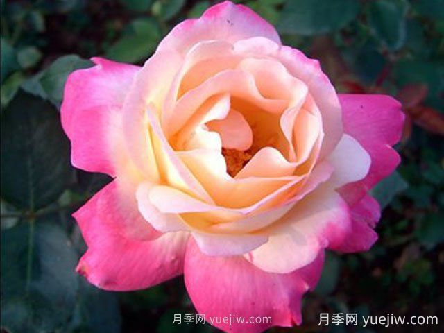 雜技表演月季的優(yōu)缺點(diǎn)是什么？(圖1)