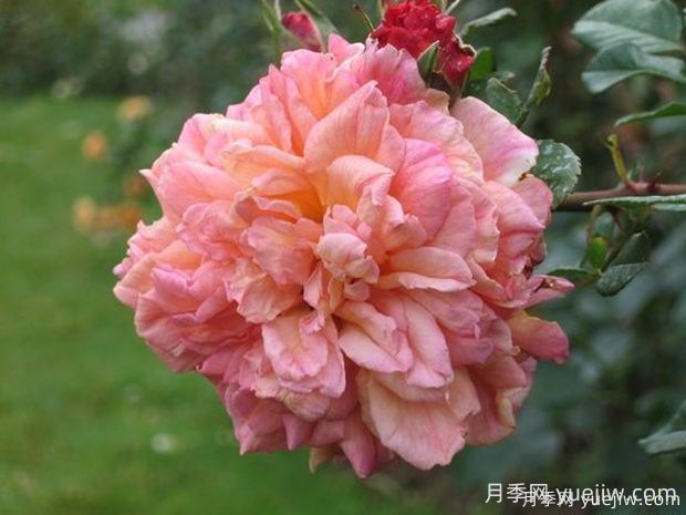 阿羅哈月季的優(yōu)缺點是什么？(圖1)