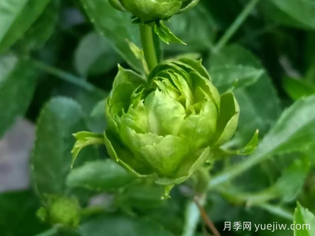 推薦10種美麗的綠色系月季，唯美清新，多款國月(圖3)