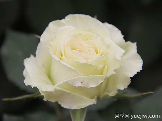 推薦10種美麗的綠色系月季，唯美清新，多款國月(圖6)