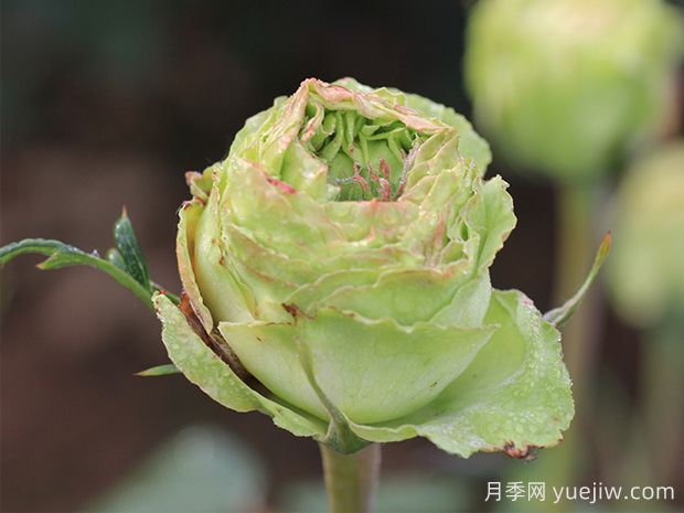 推薦10種美麗的綠色系月季，唯美清新，多款國月(圖2)