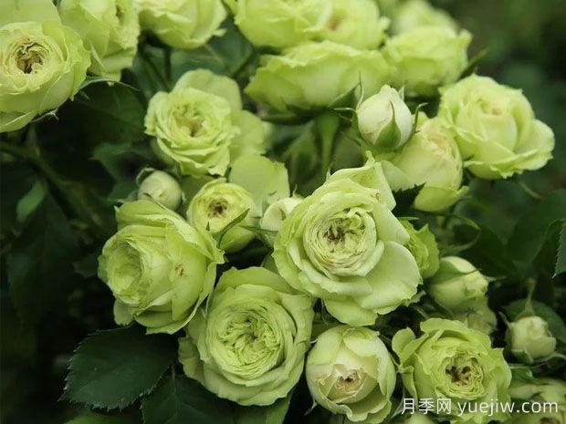 推薦10種美麗的綠色系月季，唯美清新，多款國月(圖9)