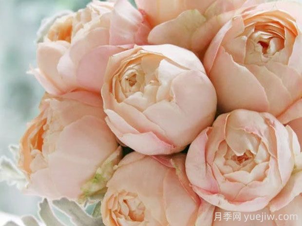 推薦10種杏色系月季品種，朵朵命中你(圖6)