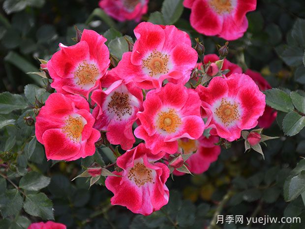 無(wú)憂無(wú)慮月季(圖2)