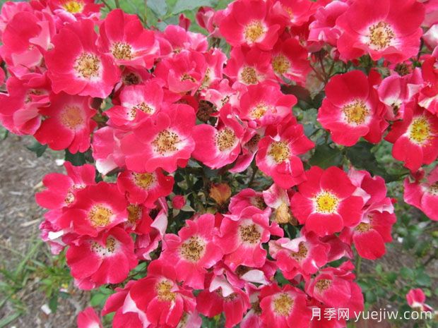 無(wú)憂無(wú)慮月季(圖3)