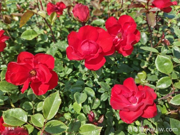 夏天養(yǎng)月季花害怕4種水，會把花澆死(圖1)