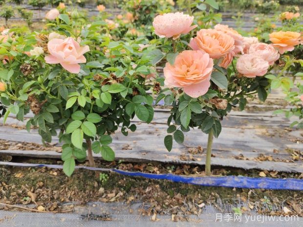 怎樣提高苗木成活率？ 花木嫁接注意事項(圖1)