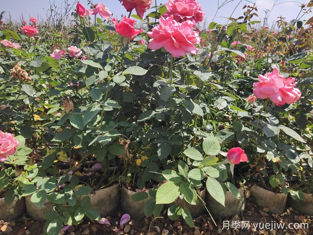 導(dǎo)致盆栽大花月季苗爛根的要素有什么？(圖1)