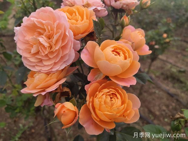 如何栽培適合初學(xué)者的月季花品種？(圖1)