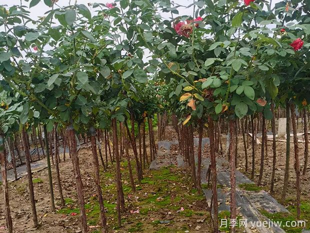 樹狀月季枝條干枯了怎么辦？(圖1)