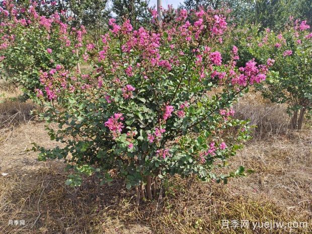 紫薇什么時(shí)候開花？(圖1)