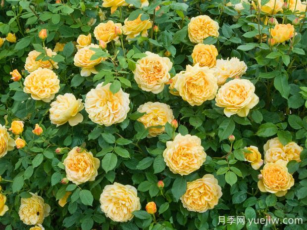 黃金慶典月季，艷麗爆花濃香的大型藤本月季(圖2)