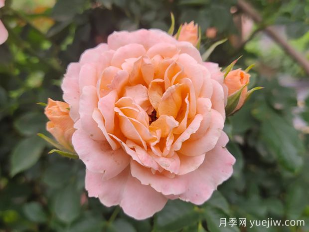 甜夢(mèng)月季養(yǎng)護(hù)全攻略，打造夢(mèng)幻花園(圖1)