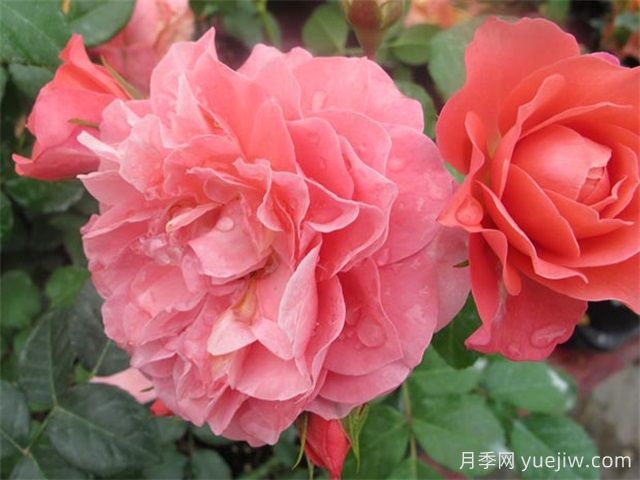 芳香王陽臺(tái)月季/香香公主/蜜桃果汁(圖1)