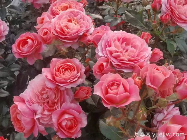 芳香王陽臺(tái)月季/香香公主/蜜桃果汁(圖2)