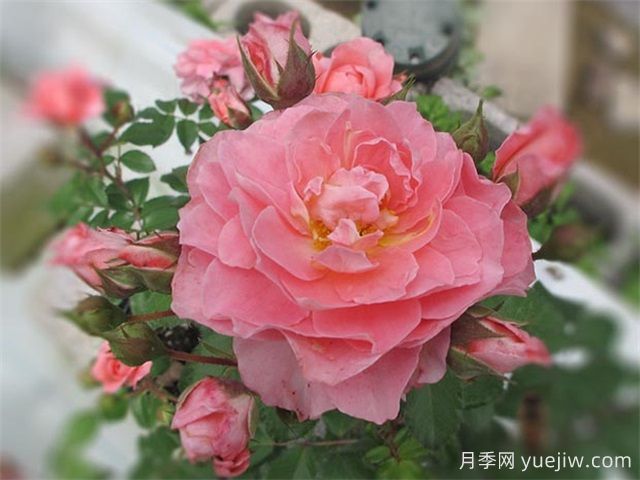 芳香王陽臺(tái)月季/香香公主/蜜桃果汁(圖3)