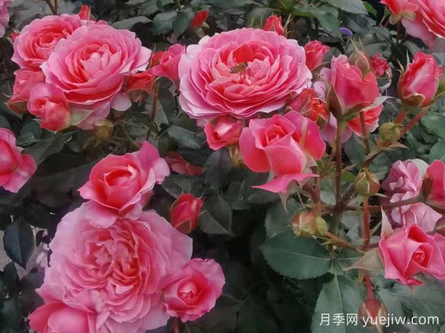 芳香王陽臺(tái)月季/香香公主/蜜桃果汁(圖4)