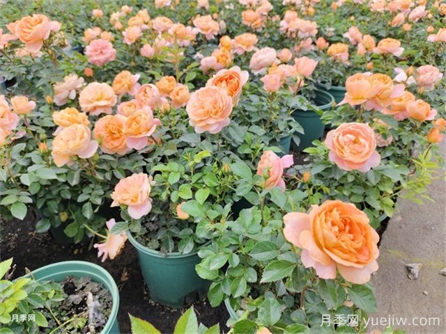 夏季養(yǎng)月季的常見問題，幫月季安全度夏(圖1)