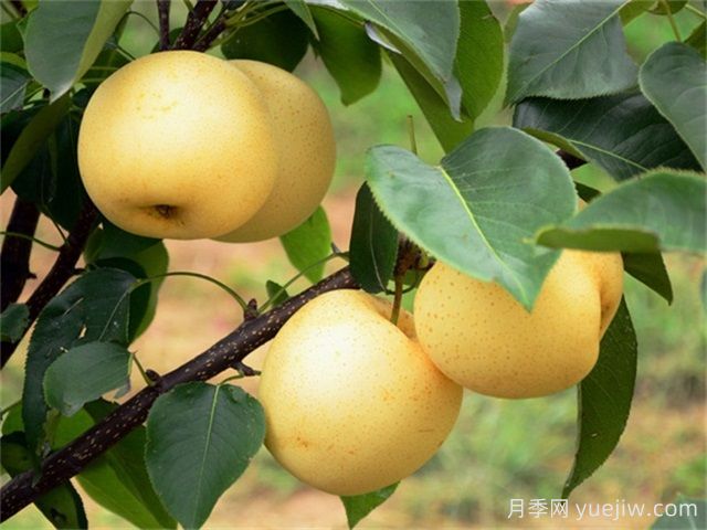 院子里種植什么果樹好？(圖1)