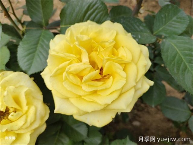一年生、二年生，多年生園林花卉的使用和區(qū)別(圖1)