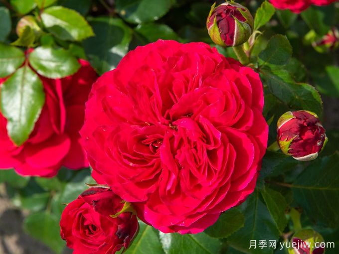 紅色達(dá)芬奇月季和粉色達(dá)芬奇月季有什么區(qū)別？(圖1)