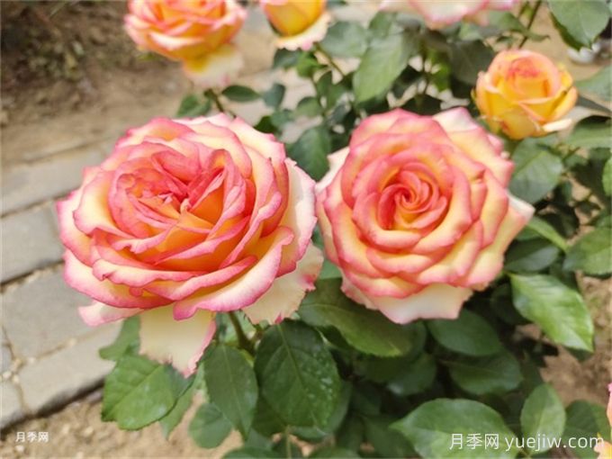 月季花夏季養(yǎng)護管理重點，4方面讓月季長的旺(圖1)