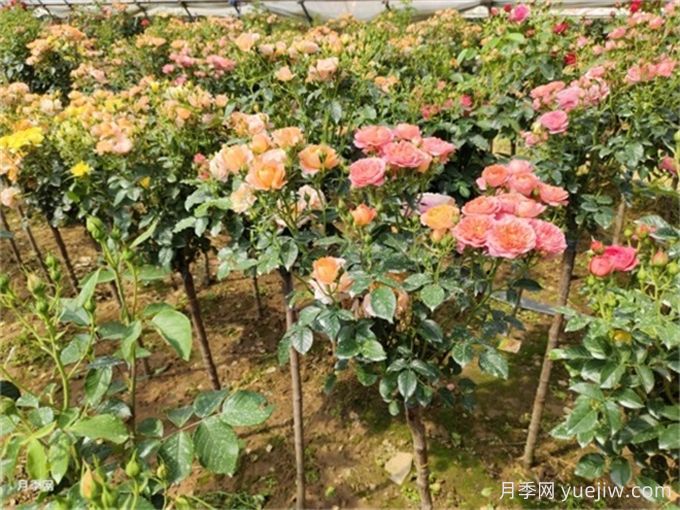 月季花夏季養(yǎng)護管理重點，4方面讓月季長的旺(圖2)