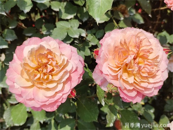 夏天月季紅蜘蛛太猖狂，怎么防治有效？(圖1)