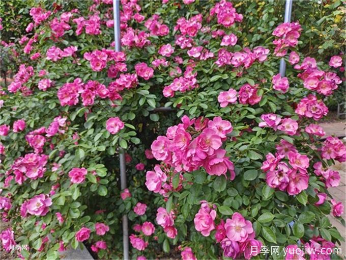 月季度夏指南，夏季紅蜘蛛黑斑病防治教程(圖1)