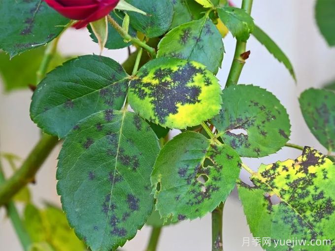 月季度夏指南，夏季紅蜘蛛黑斑病防治教程(圖2)